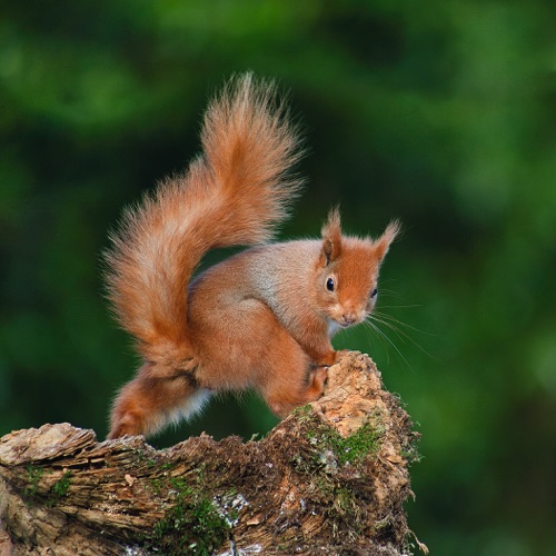 Red Squirrel 2.jpg